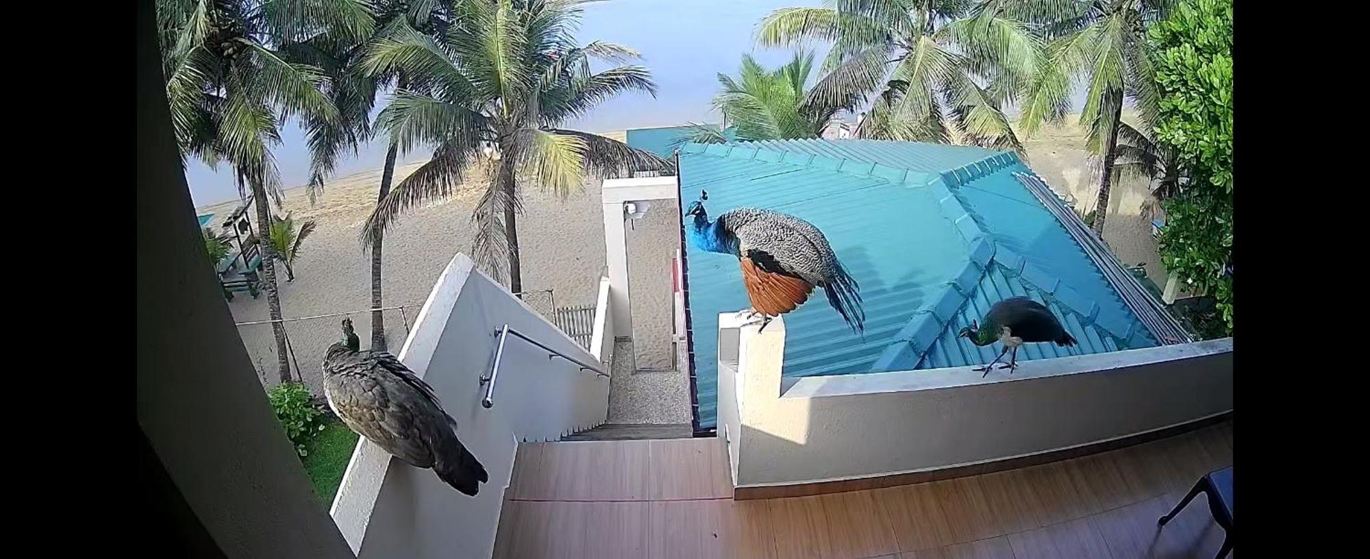 Coral Reef Guest Hotel Beruwala Luaran gambar